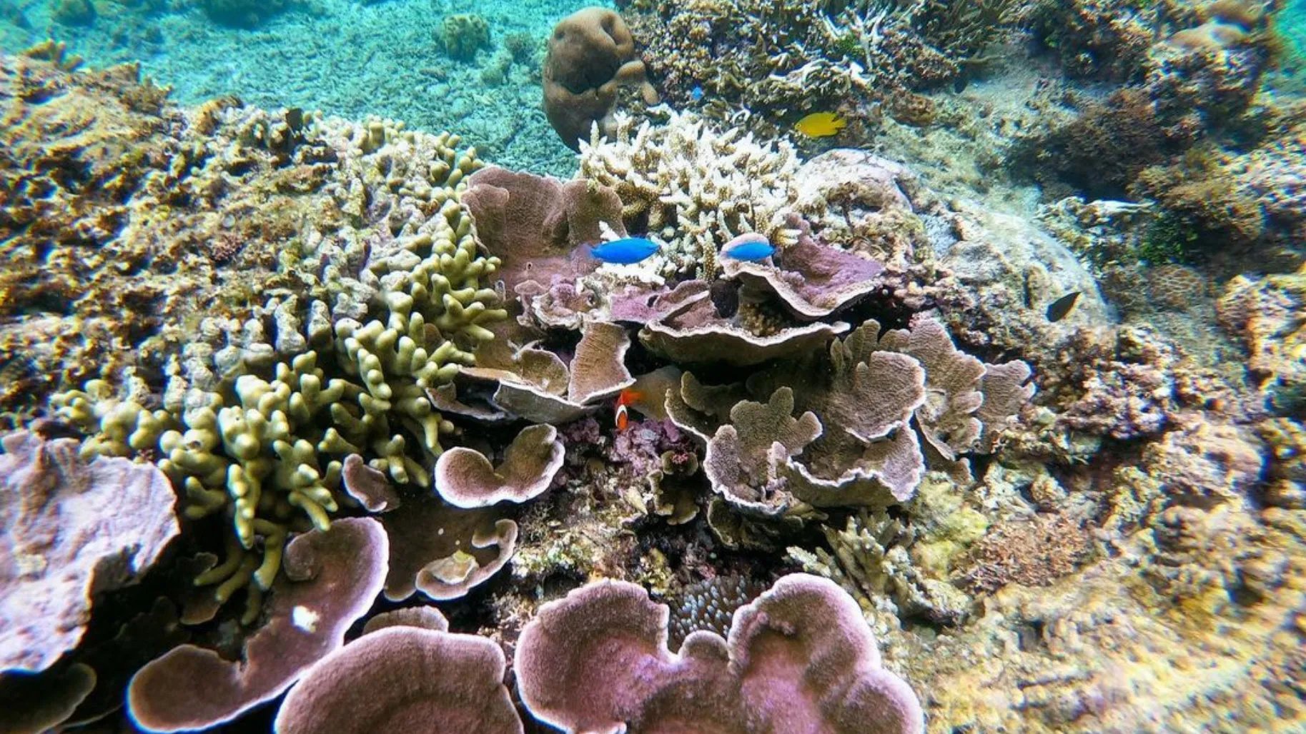 🏖️ 요시노 해안(요시노카이간) 이미지 6